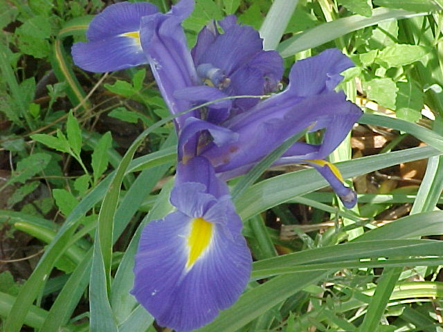 blue-iris.jpg
