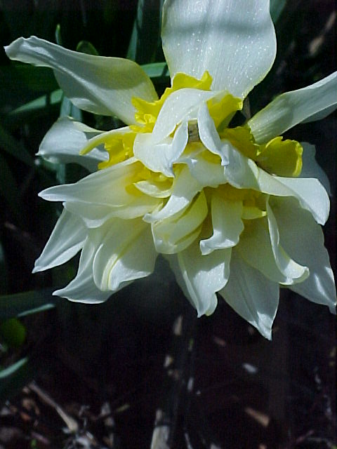 double-daffodil.jpg