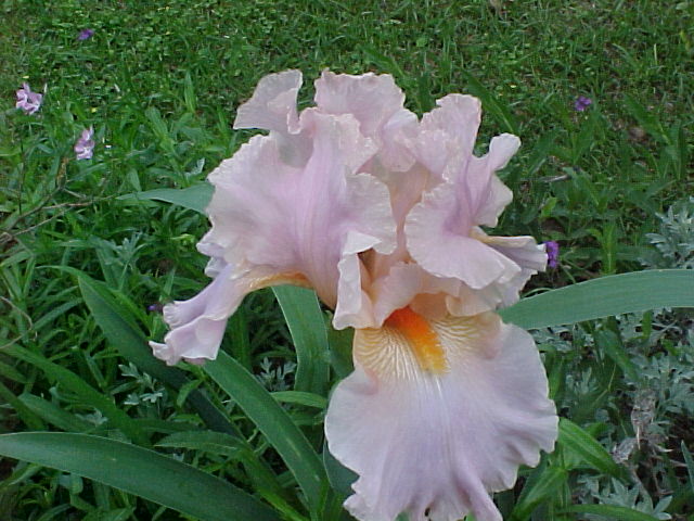 lavender-iris.jpg