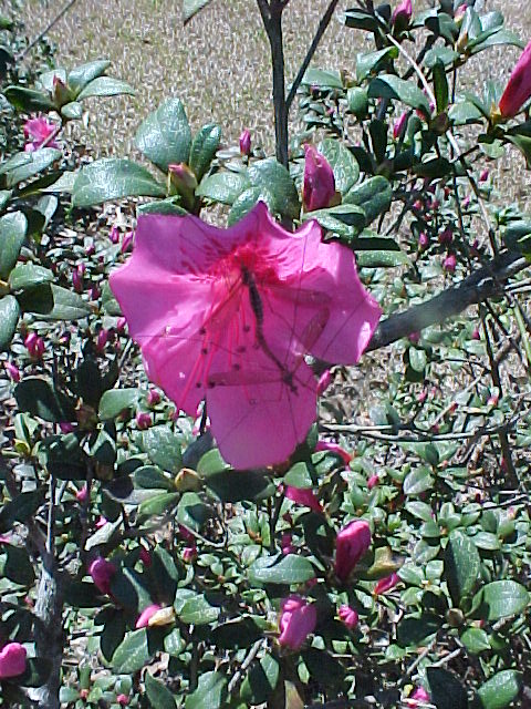 pink-azalea.jpg