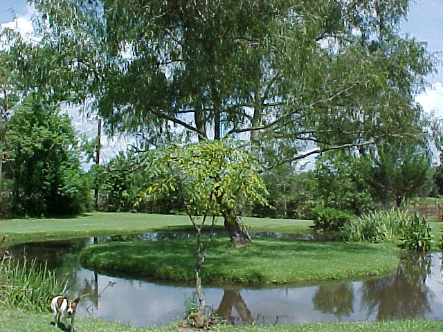 pond1.jpg