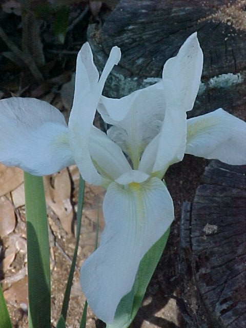 white-iris2.jpg