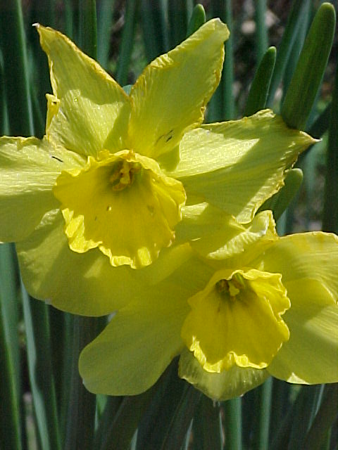 yellow-daffodil2.jpg