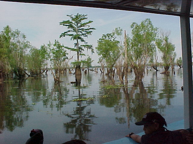 swamp1o.jpg